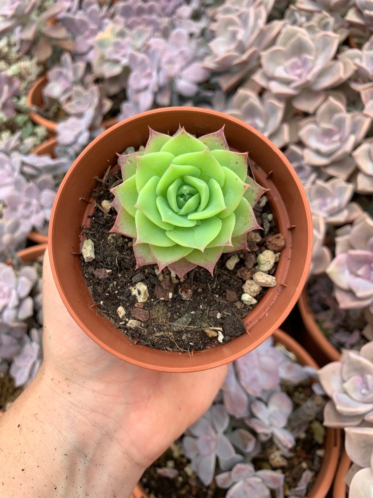 Graptopetalum "Macdougallii''