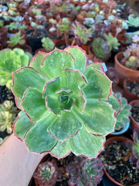 Aeonium "Holochysu " variegado