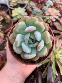 Echeveria "Starmark" coreano da fazenda Chang Won