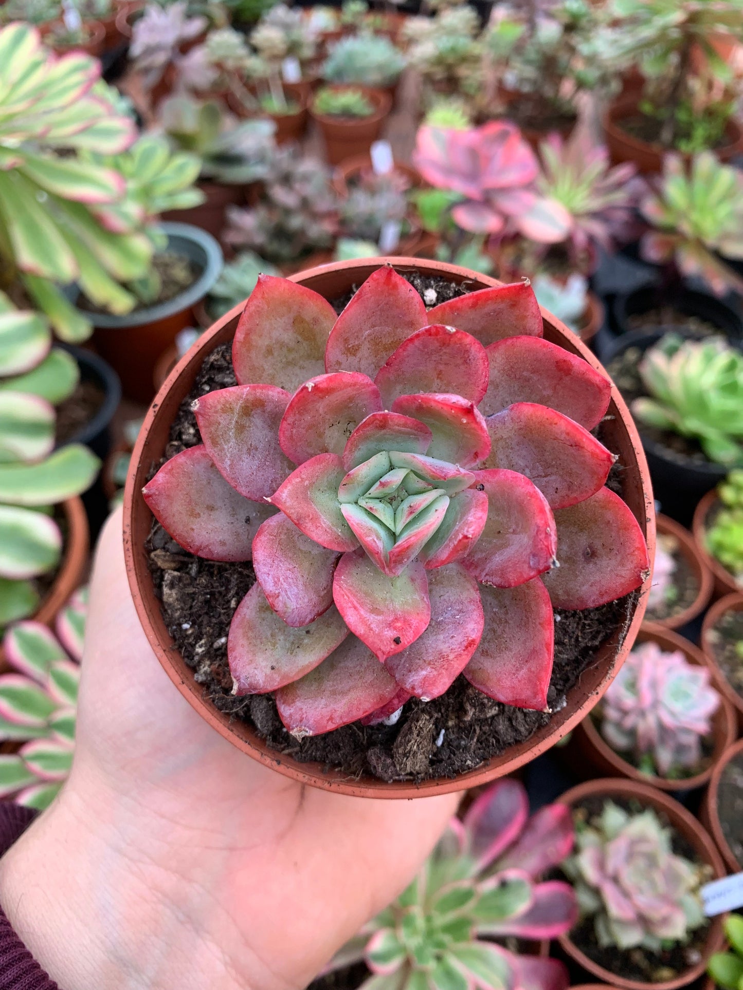 Echeveria "Luella"