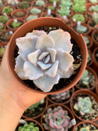 Echeveria lilacina "crispate beauty"