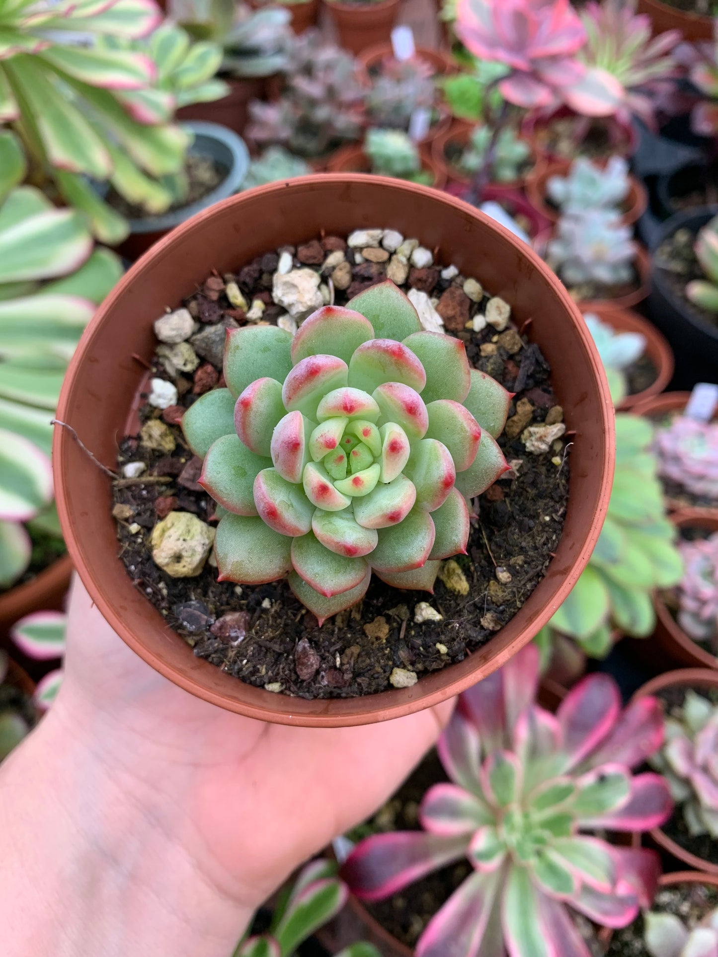 Echeveria „scarletta“ Koreanisch