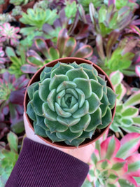 Echeveria "tomboy" (E. agavoide ebony x E. elegans) Korean by ChangHee