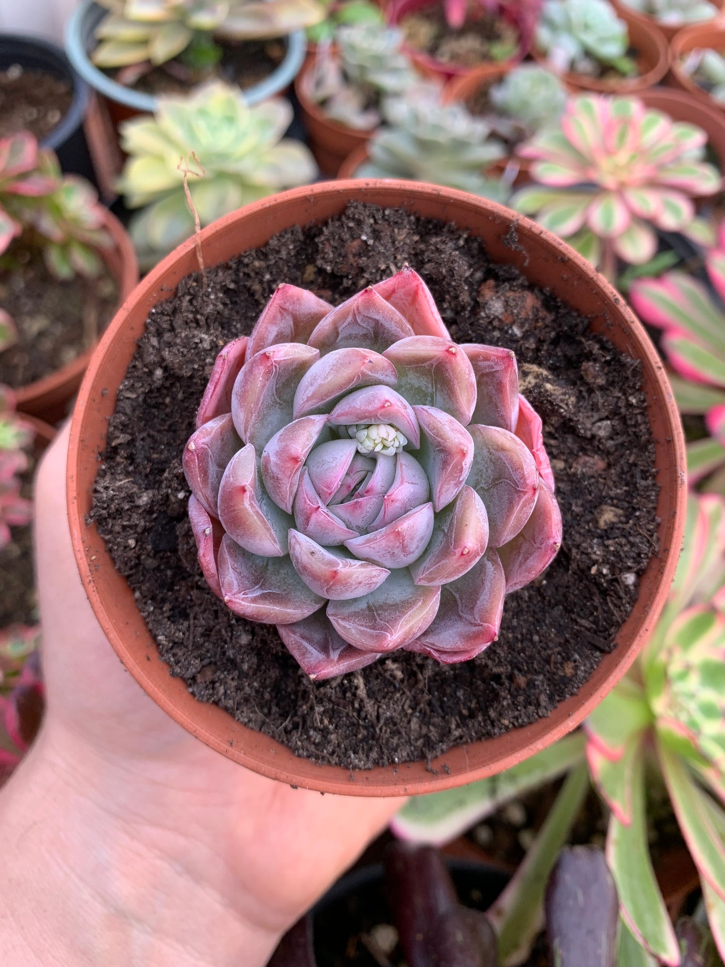 Echeveria "Vita Cherry" Korea