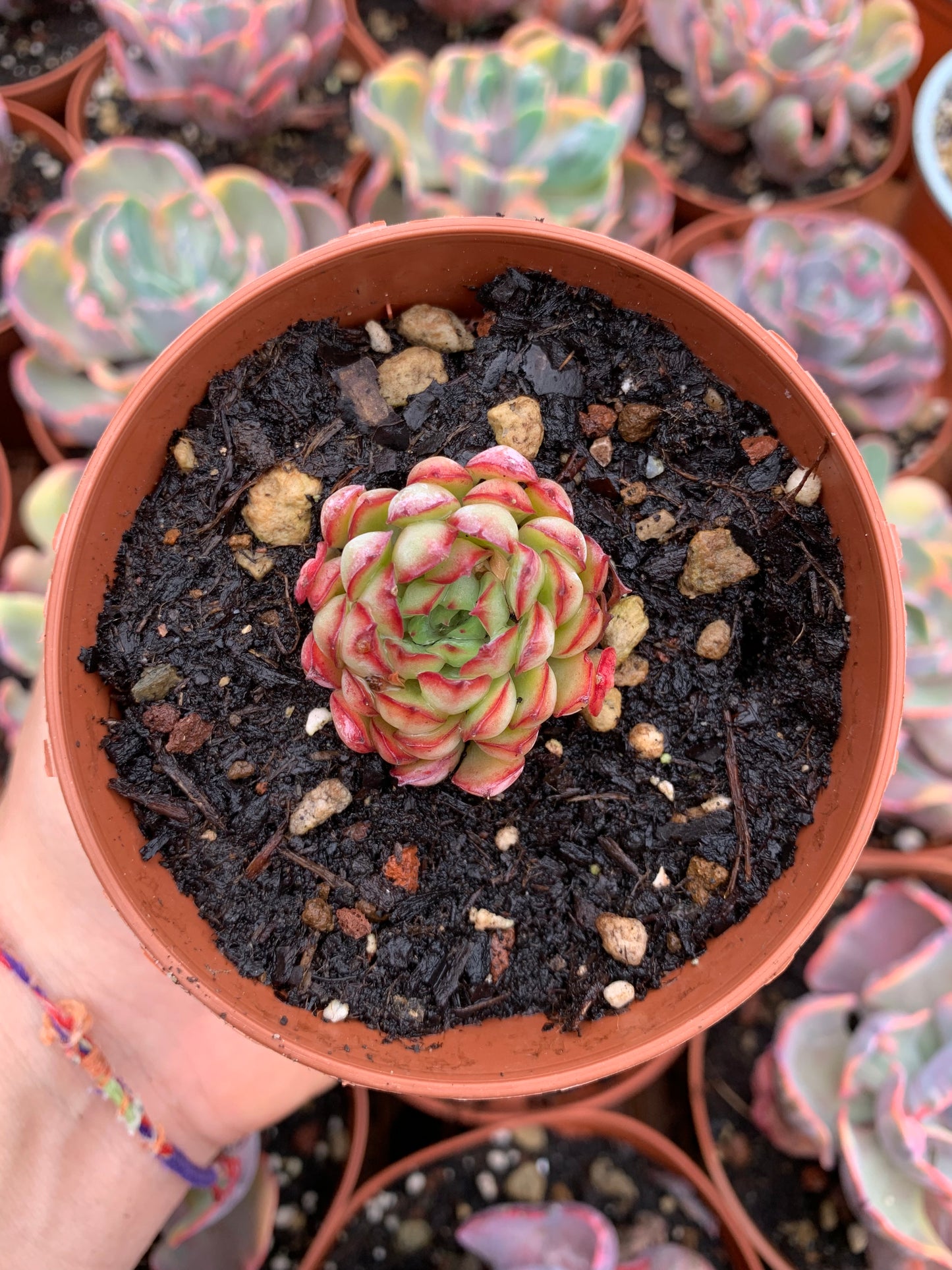 Echeveria  "dram rose"