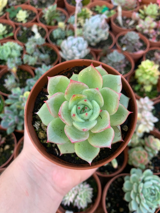 Echeveria "Symphony" Korean by Chang Won farm