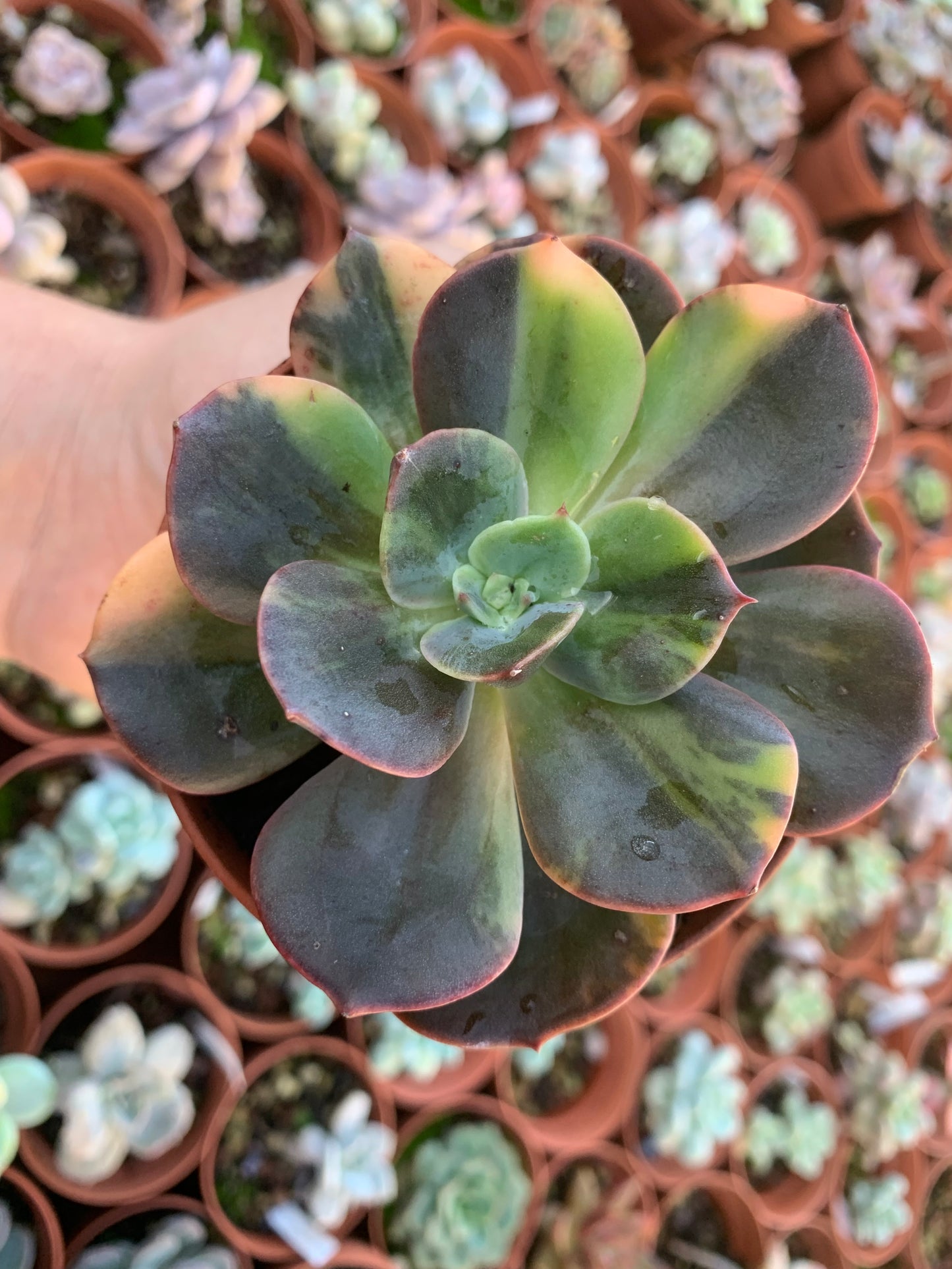 Variegated Echeveria "Blue Metal"