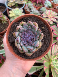 Echeveria "Chanel Rose" Korean