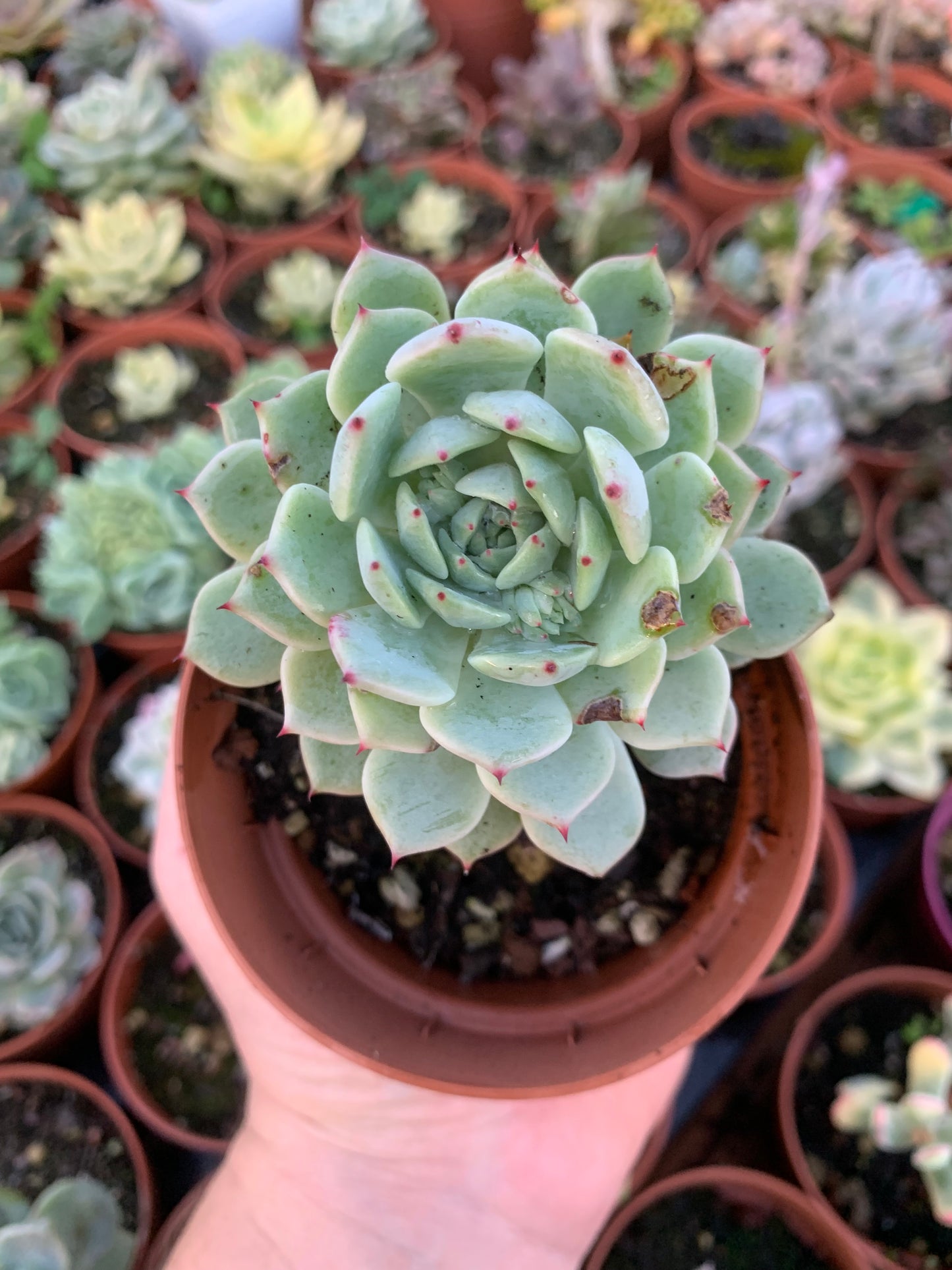 Echeveria  "mexico girl"