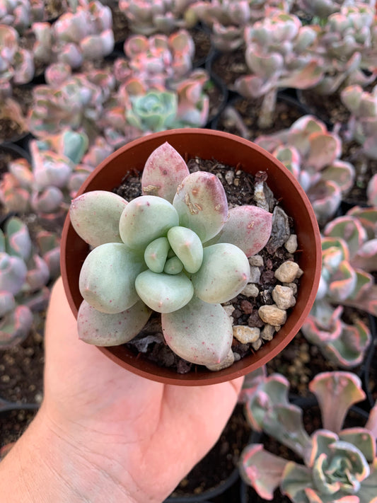 Pachyveria "Valentine" Korean