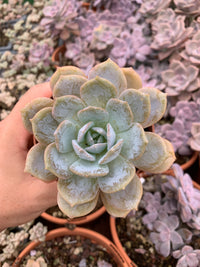 Echeveria "White One" Korean