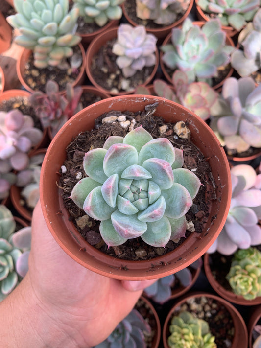 Echeveria "Alba Beauty" Korean