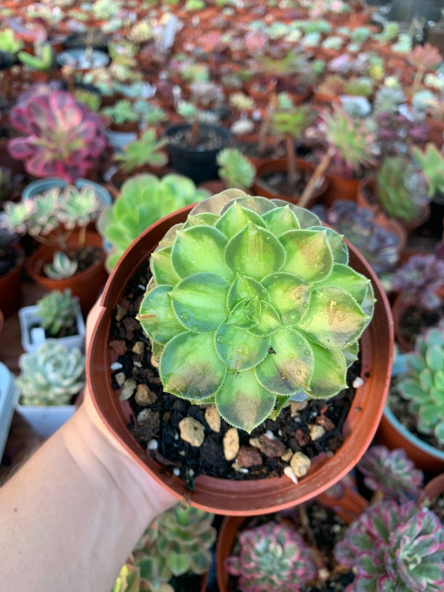 Aeonium "ShaoHua" variegad