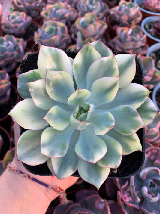 Echeveria "Esther" variegated Korean