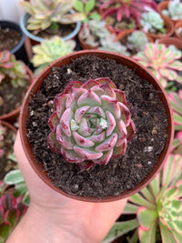 Echeveria „Shani“ Koreanisch