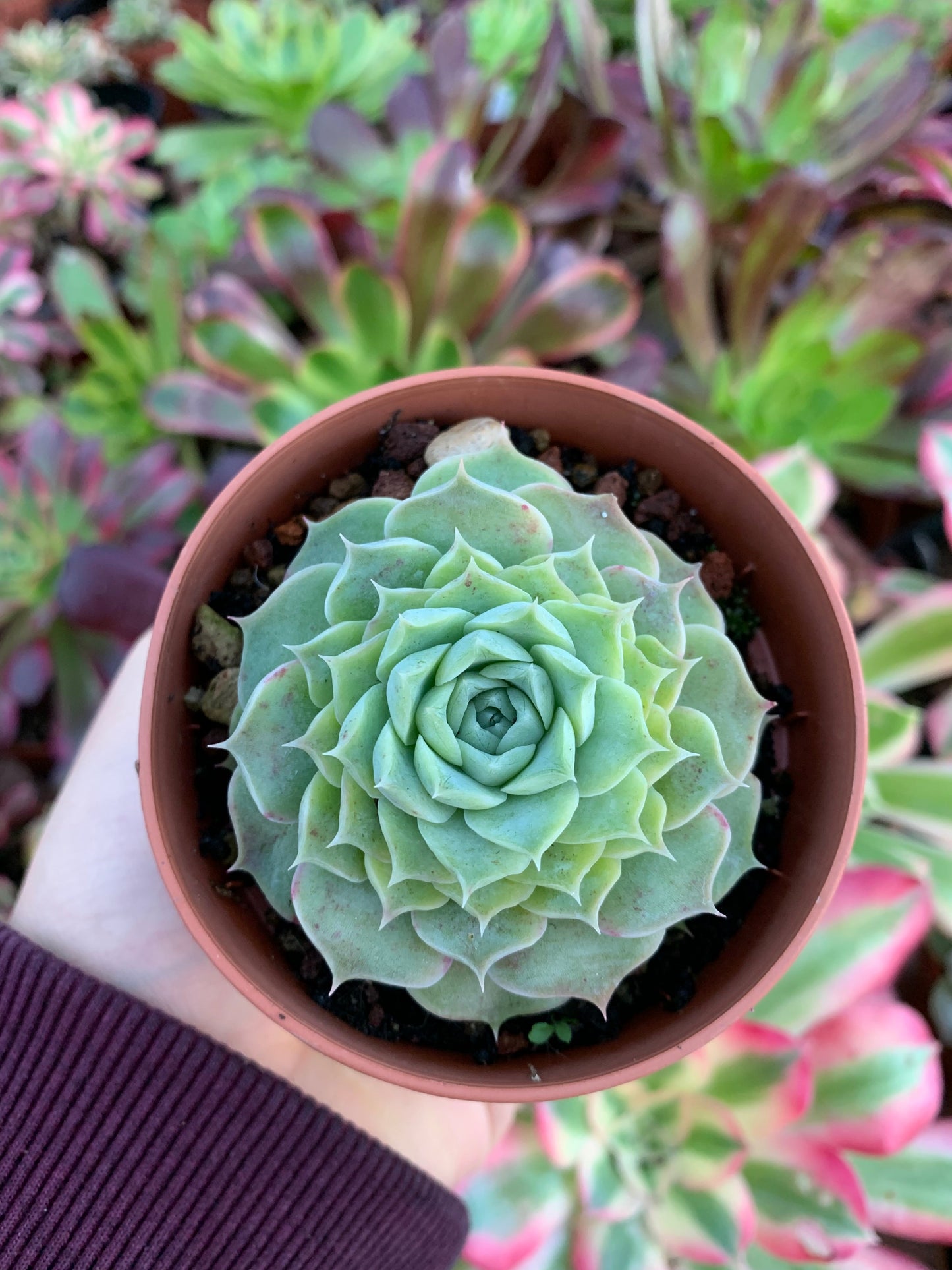 Echeveria "heart lina" (E. "Heart Choice" x E. hyalina)  Korean by ChangHee