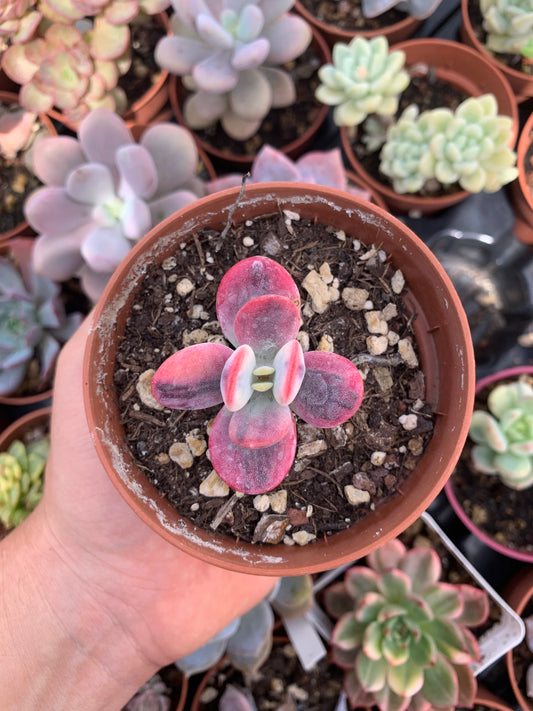 Cotyledon orbiculata oophilla variegado Korean