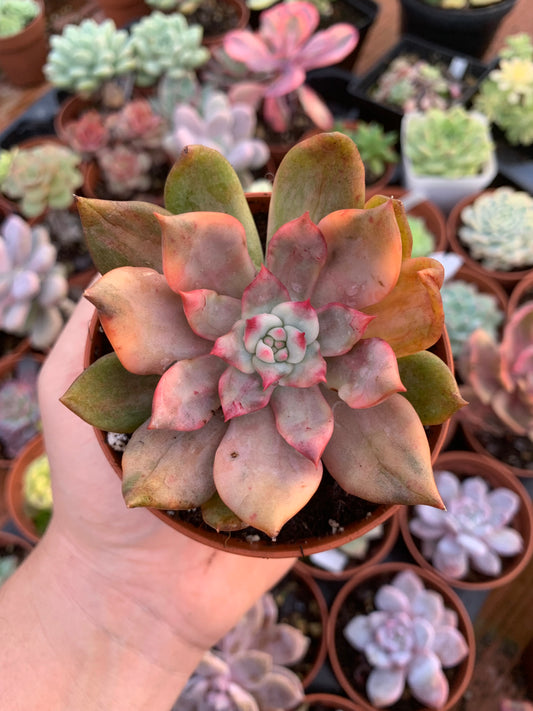 Echeveria "Can can" variegated