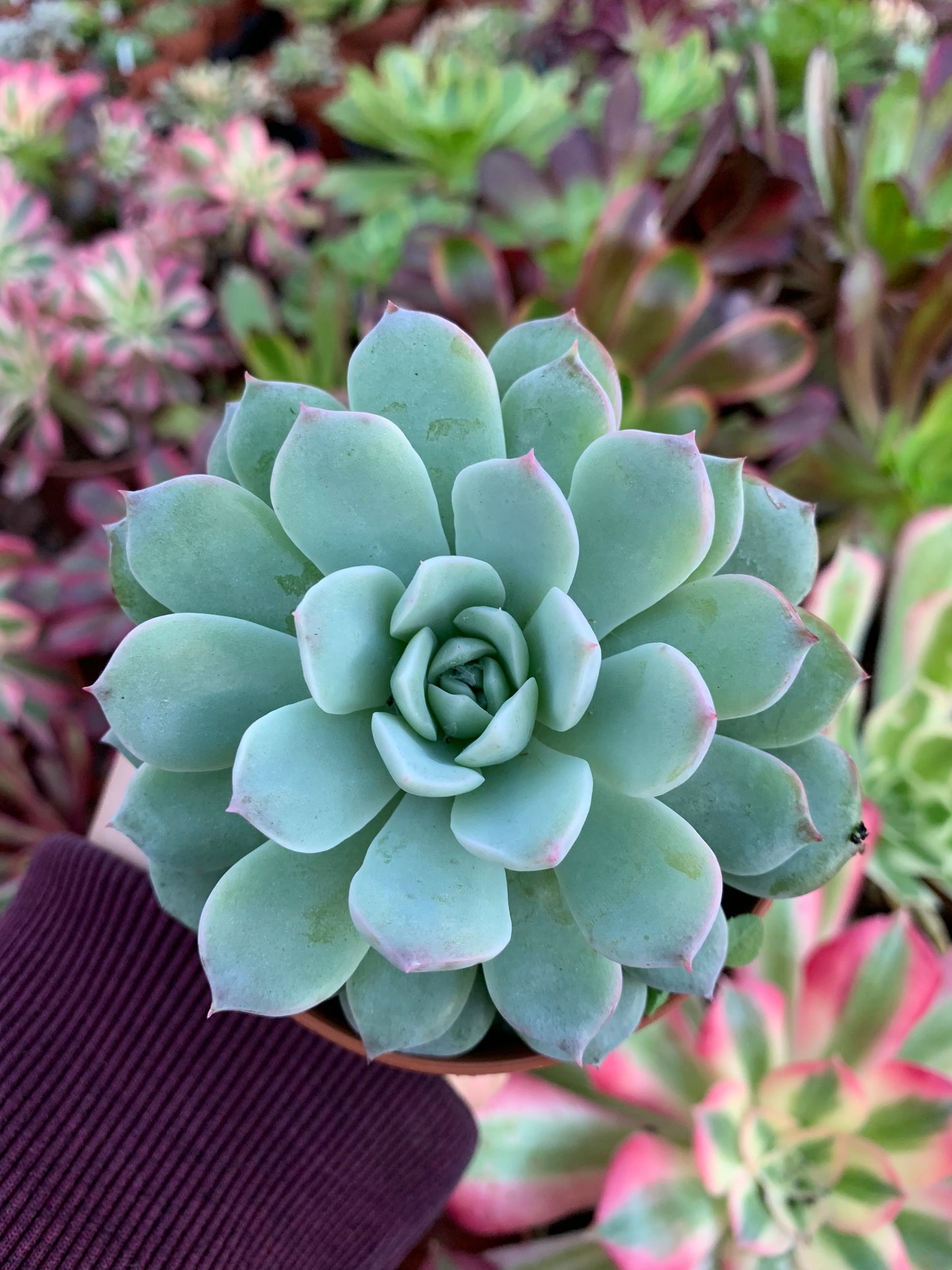 Echeveria "pherormone" (E. hyalina Gilo x E. laui) Korean by ChangHee