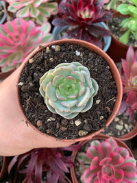 Echeveria "Molten Crystal"