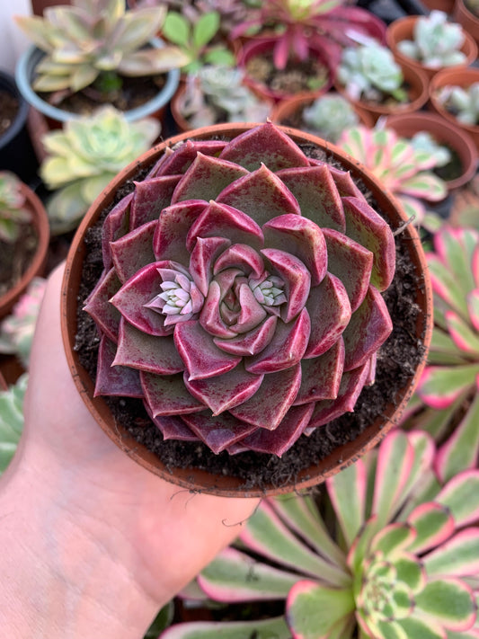 Echeveria "Sea Ming" Korean