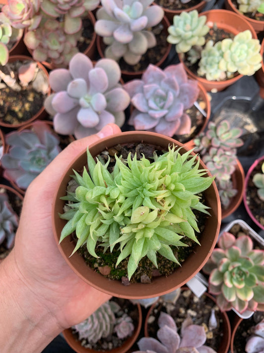 Echeveria agavoides "Maria" Korean