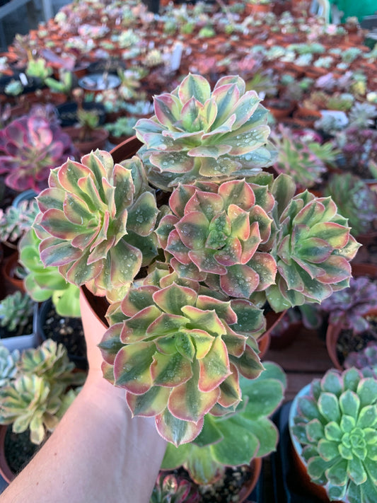 Aeonium "Hong Yang " variegado cluster