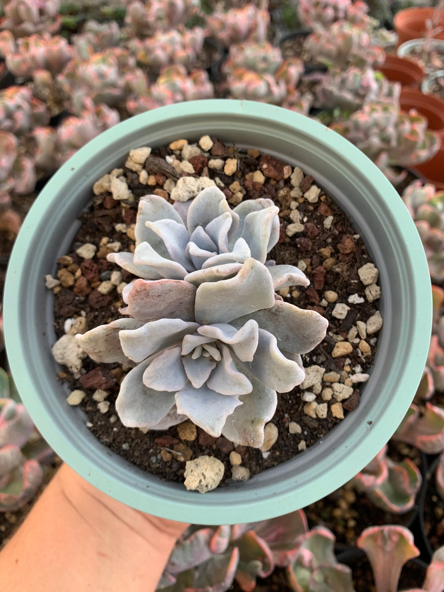 Echeveria lilacina "crispate beauty"