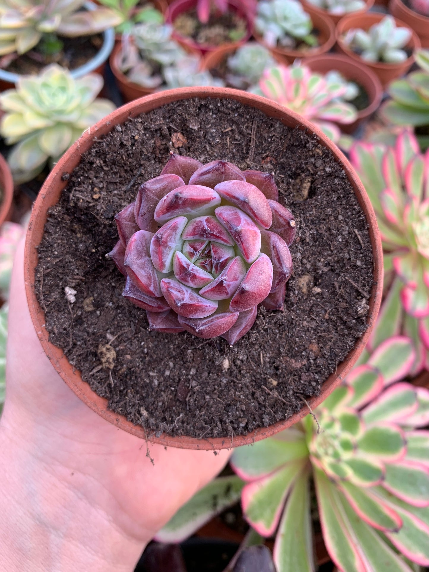 Echeveria "Ardor" Korean