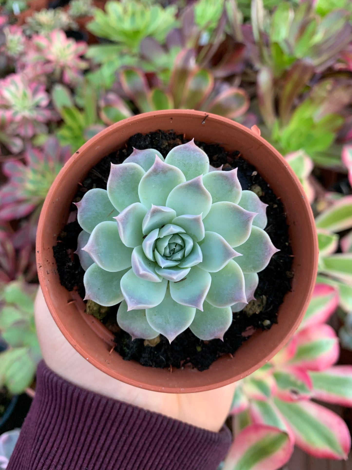 Echeveria "lilac card" (E. colorata x E. "Nari") Korean by ChangHee