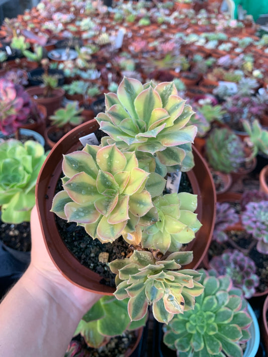 Aeonium "Hong Yang " variegado cluster