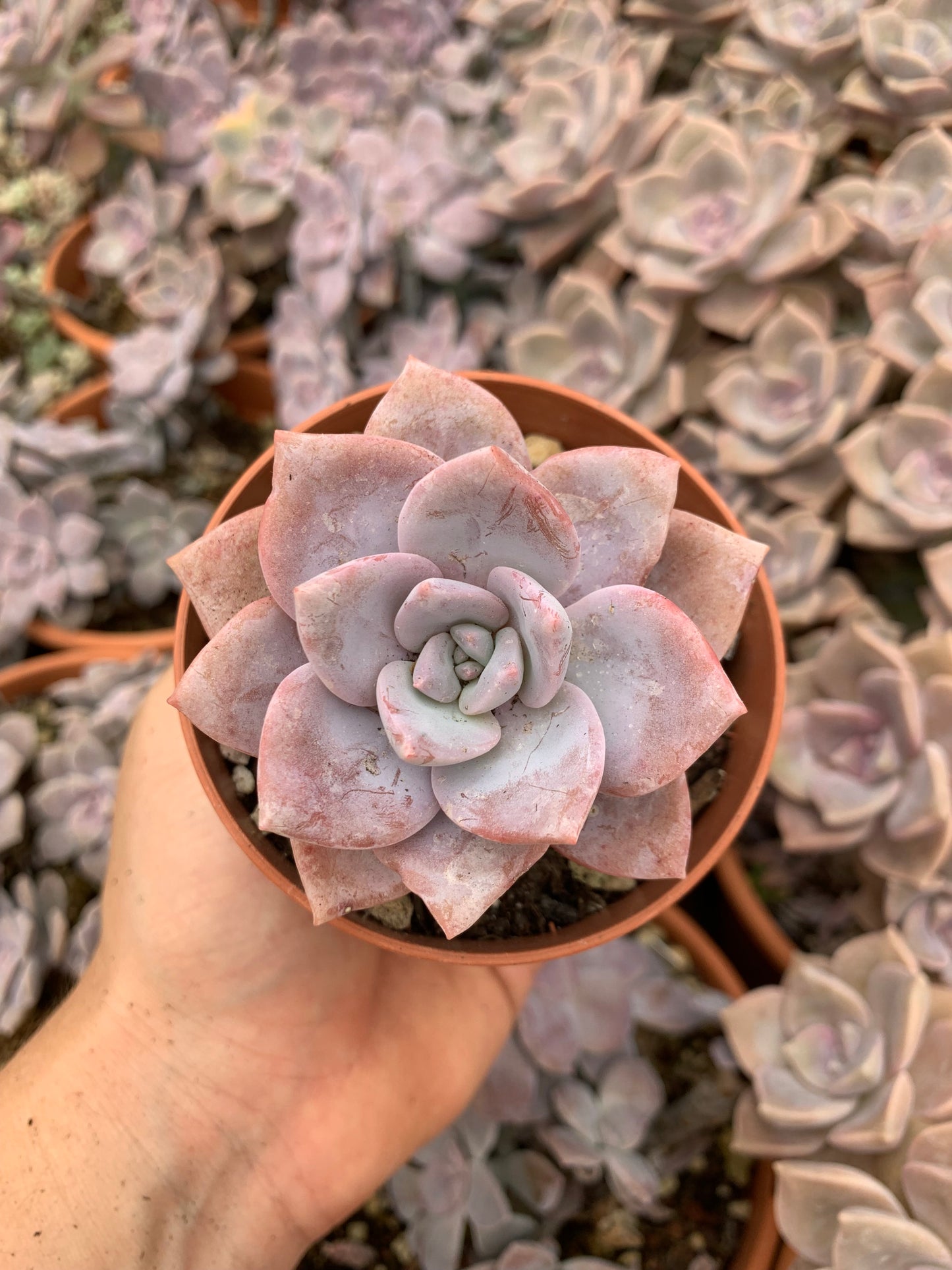 Echeveria "La Bamba" (E. laui x E. "Bambino) Korean