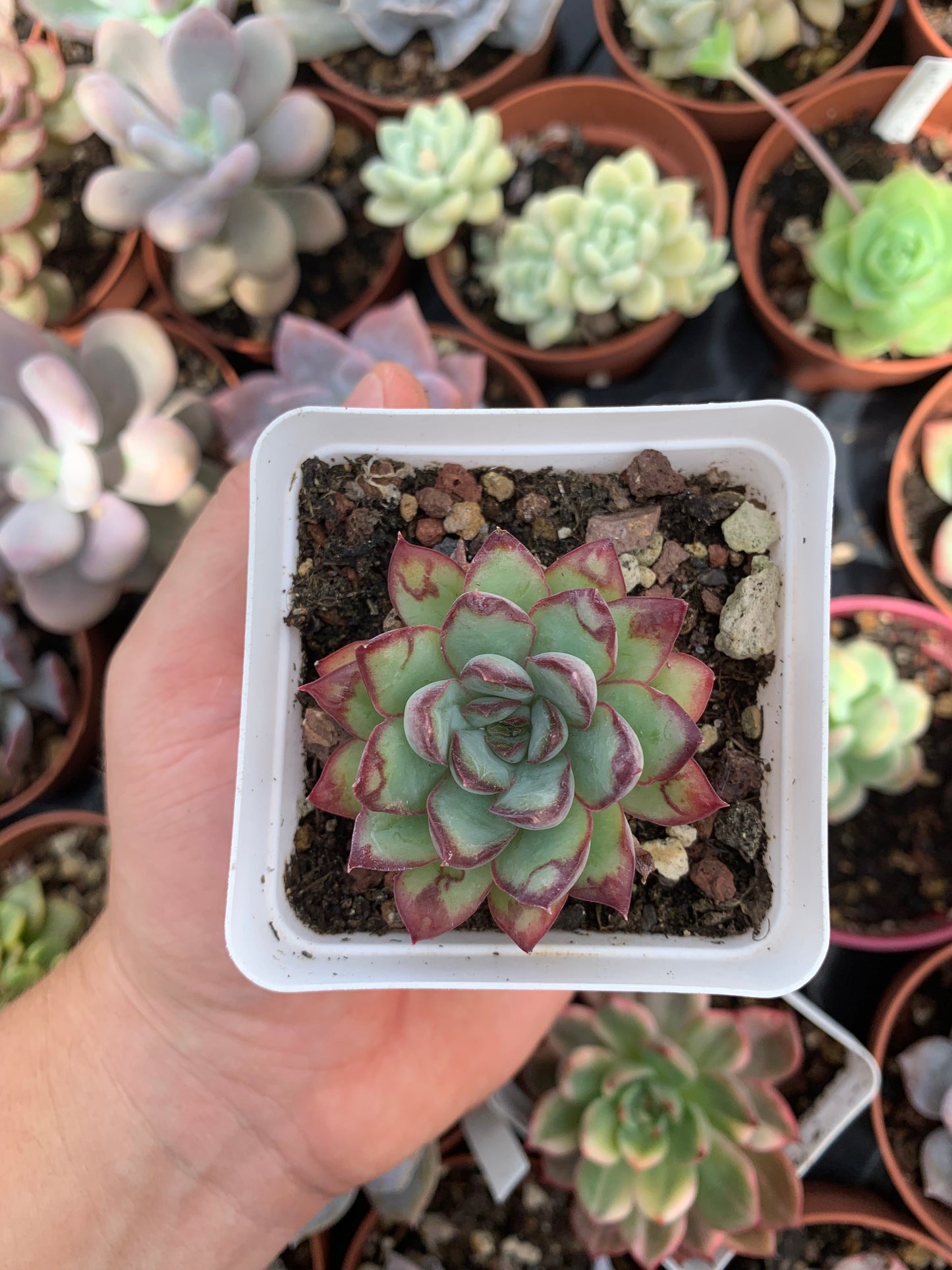 Echeveria "Sugar Heart Velvet"