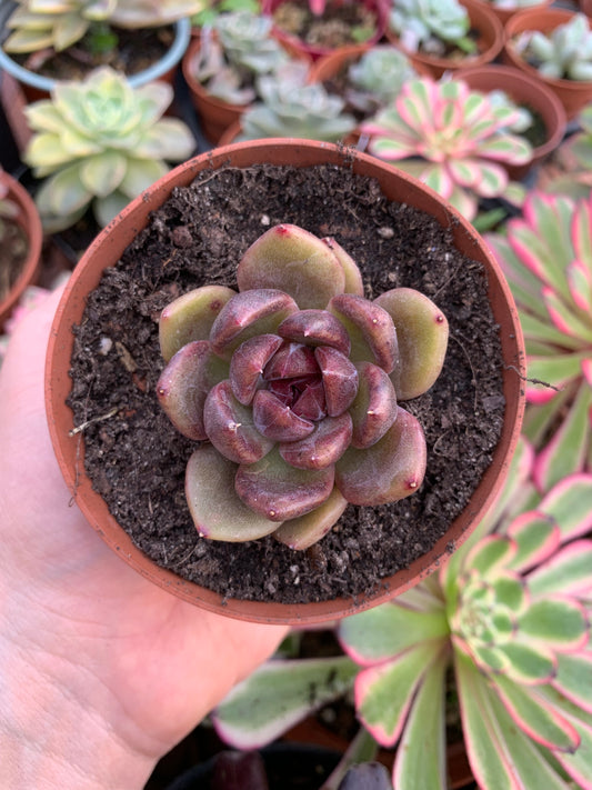 Echeveria "Black Queen" Korean