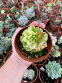 Sedeveria "Letizia" variegada Korean