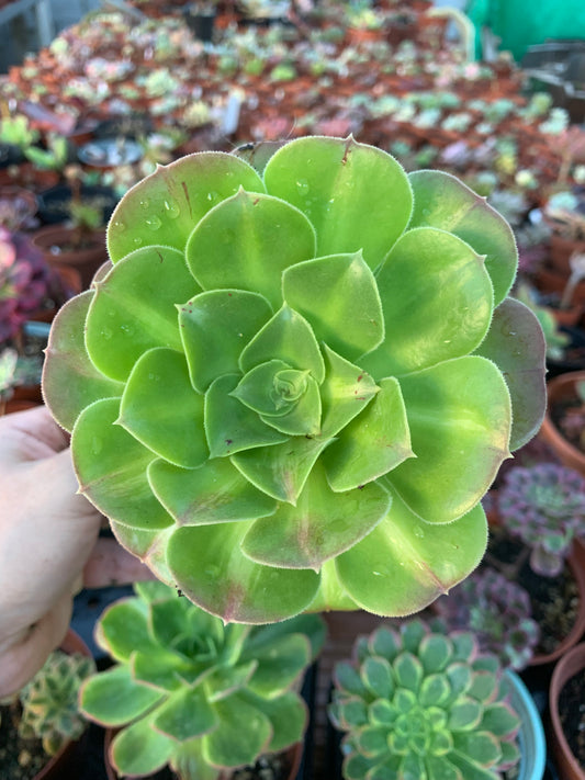 Aeonium "Medusa" mutación variegado