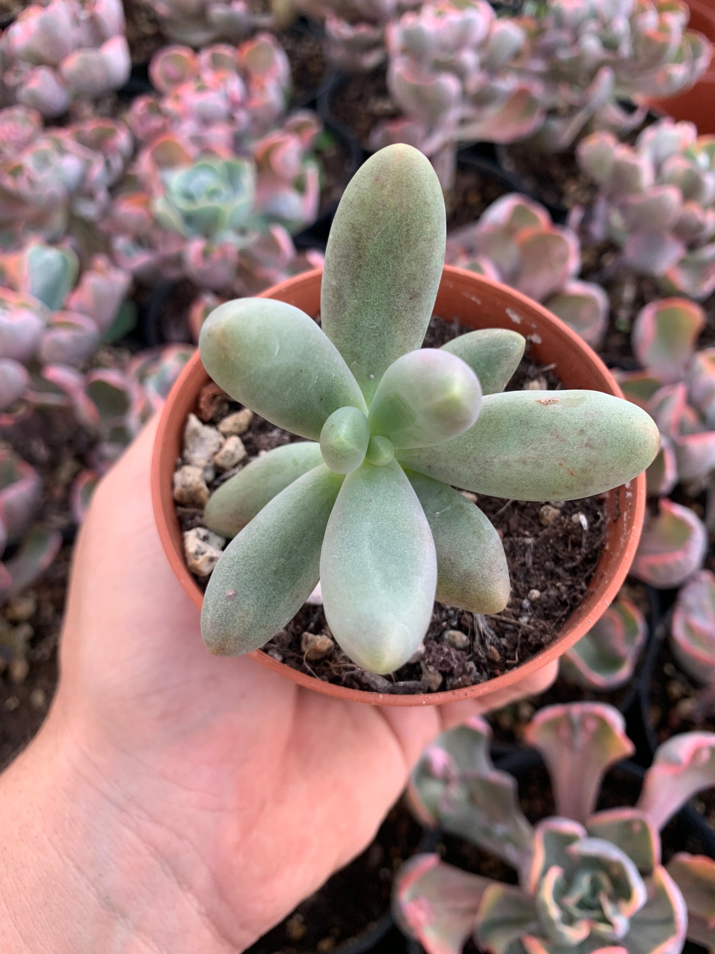 Pachyphytum "Captain Jessop"