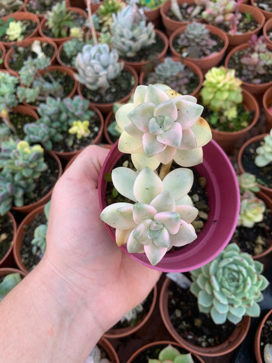 Graptosedum "Nuit Blanche" variegada Korean