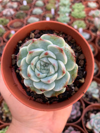 Echeveria "red velvet" (E. laui x E. hyalina) Korean