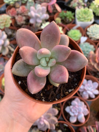 Graptoveria "Pink Donna"