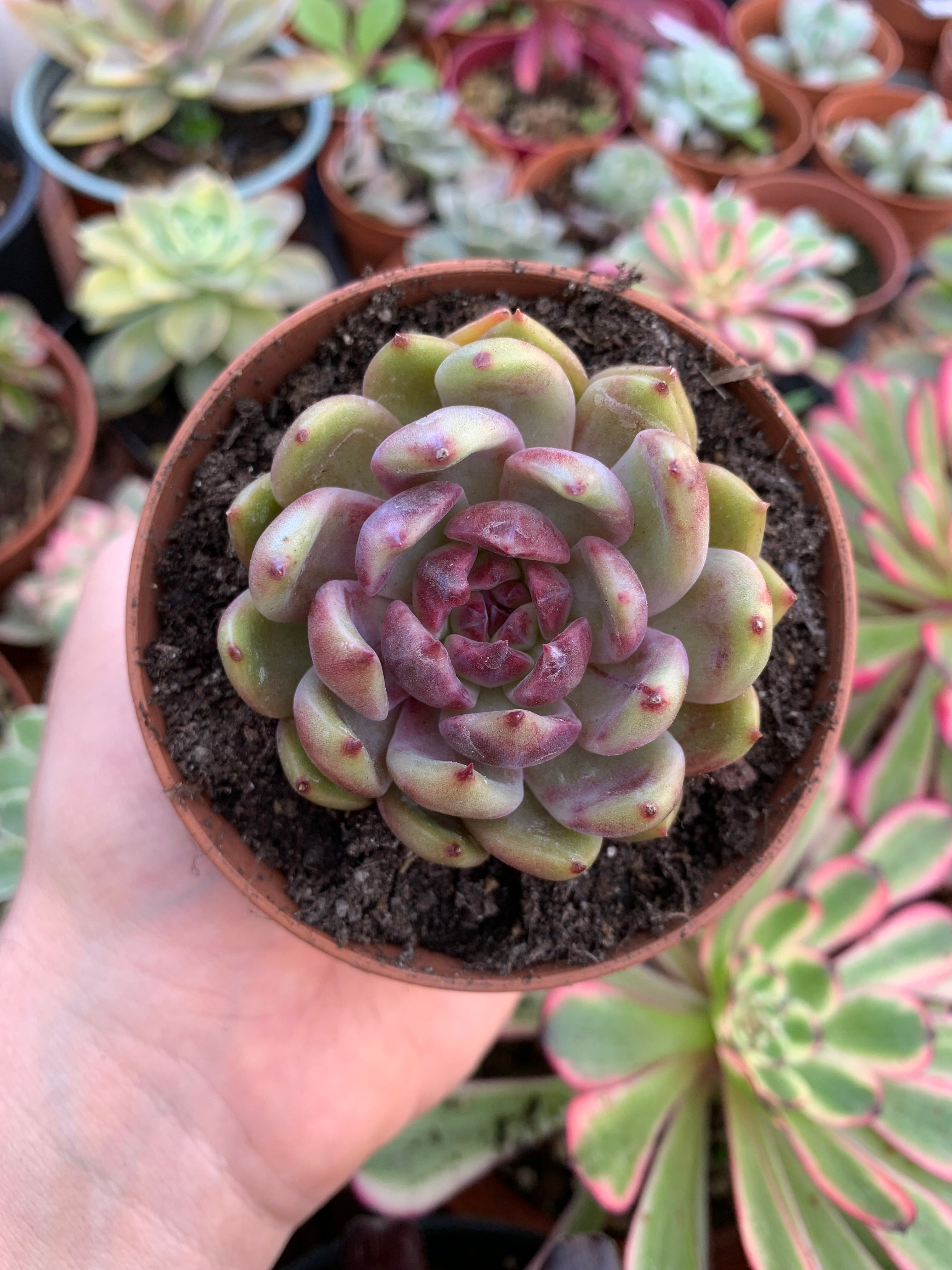 echeveria-black-queen-korean-succulovers