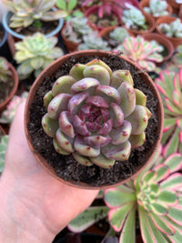 Echeveria "Black Queen" Korean