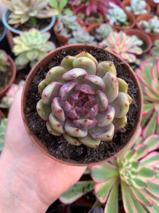 Echeveria "Black Queen" Korean