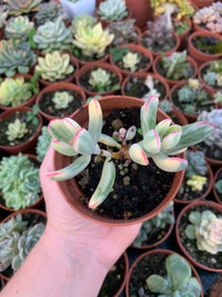 Cotyledon orbiculata ''dinteri'' variegado Korean