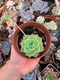 Graptopetalum "Macdougallii''