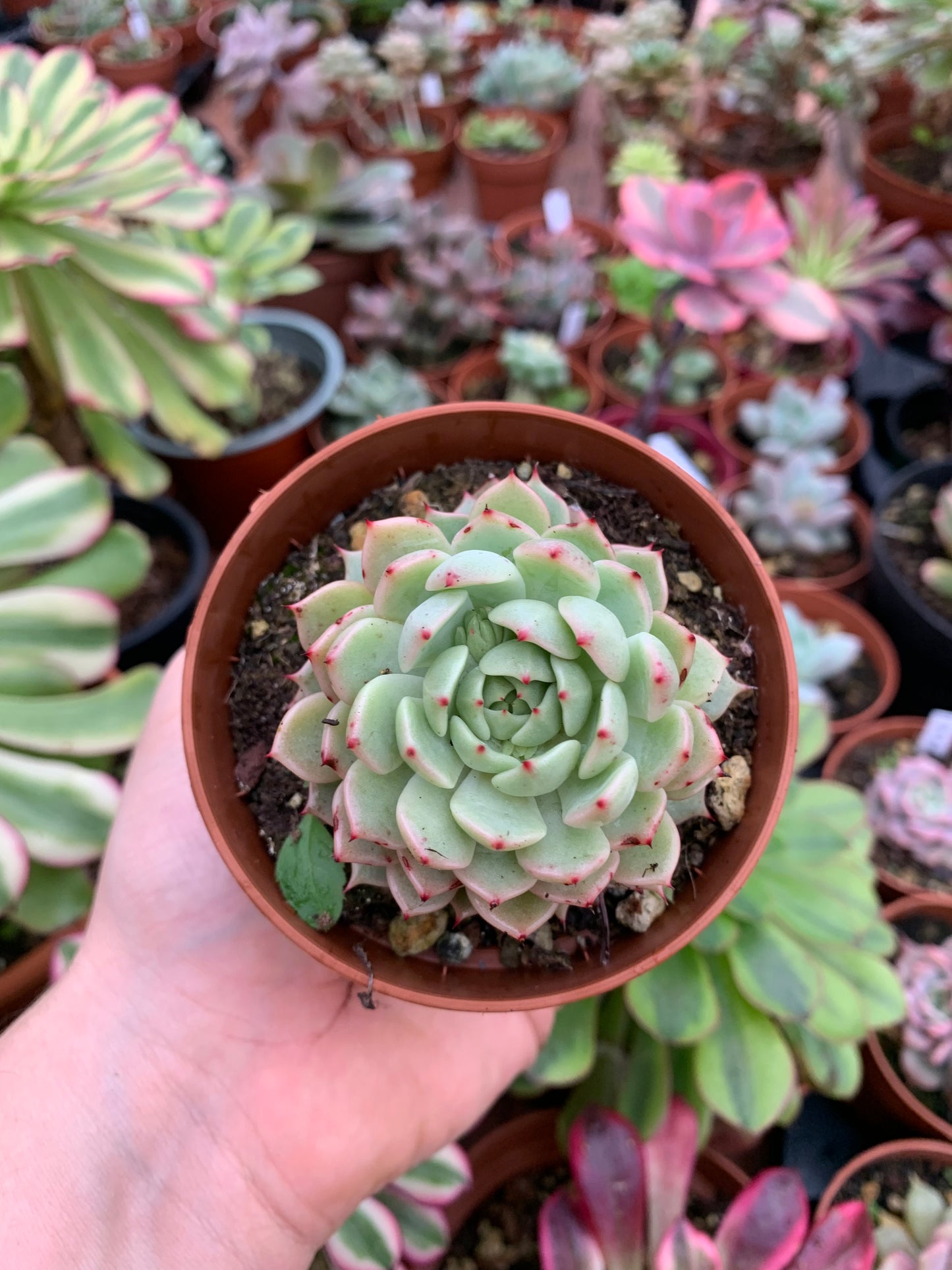 Echeveria  "mexico girl"