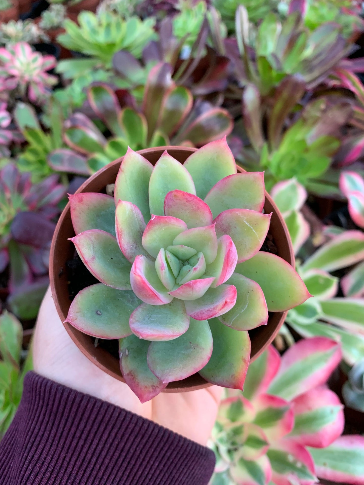 Echeveria "Luella"