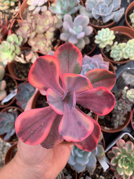 Echeveria "Angel Wings" variegada