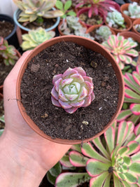 Echeveria "Cotton Candy" Korean