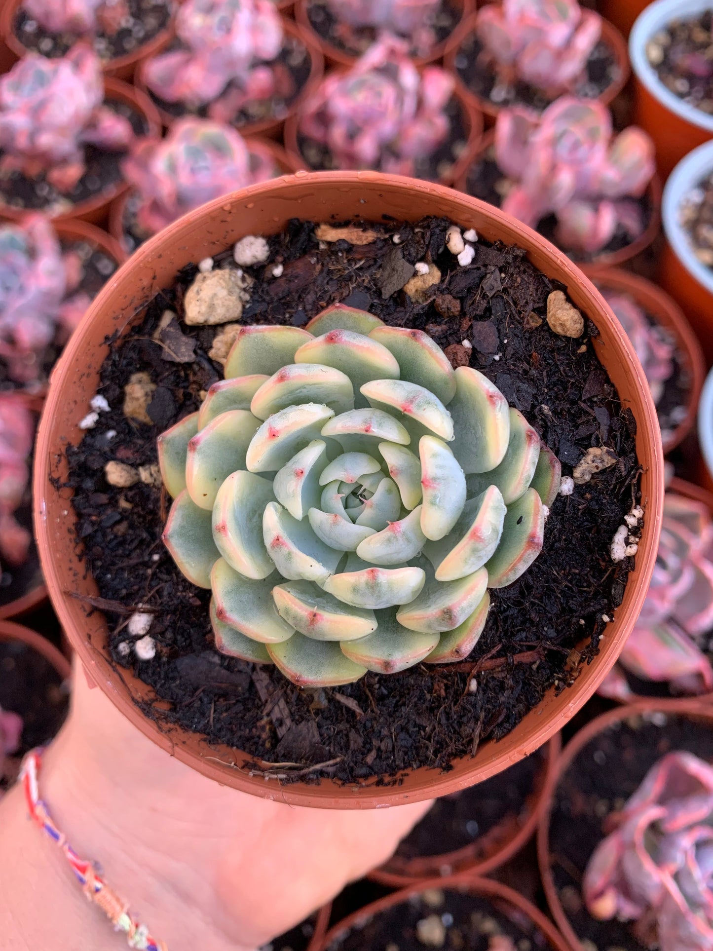 Echeveria "White Minima" variegada